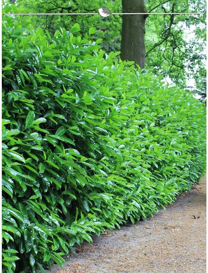 Laurier Prunus Novita 120-140 cm, 18x Haagplant