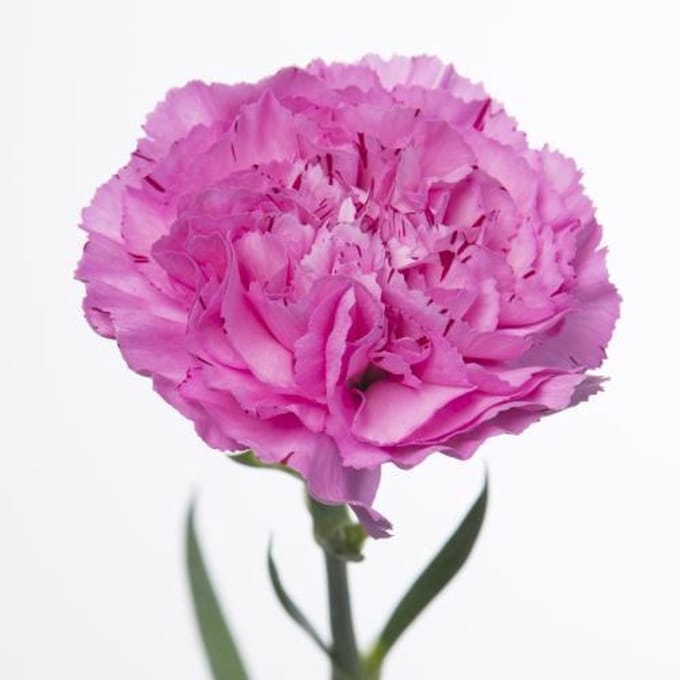20x Dian.st.yukari scuro 70cm