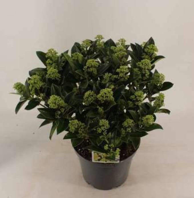 Skimmia jap. 'White Globe'® - Skimmia 40- + cm in pot