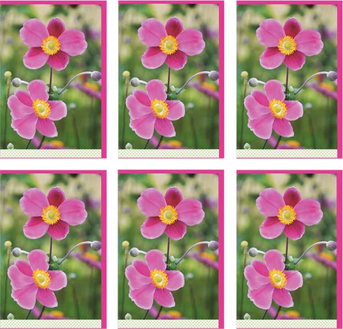 MGPcards - 6x dubbele wenskaart met envelop - Blanco - Bloemen - 11,5 x 17 cm