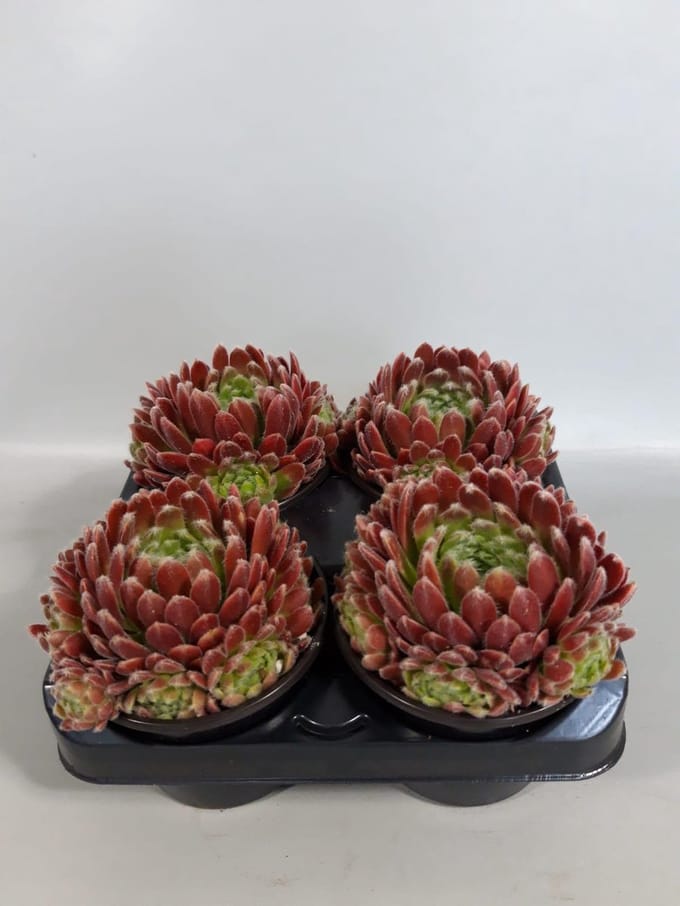 Sempervivum weberianum (rotsplanten) 4 stuks