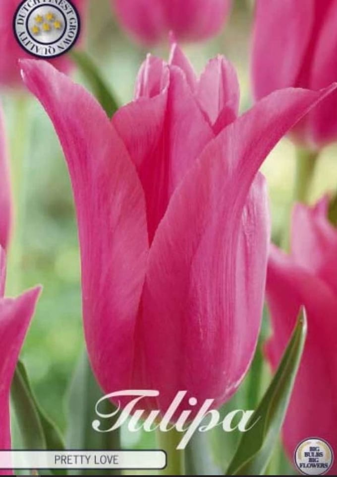 Dutch Finest Quality bloembollen - Tulpen Tulp Lilyflowering Pretty Love x7 12/+s