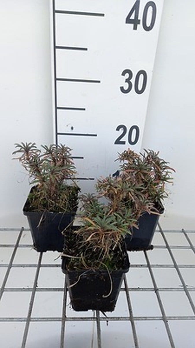 6x Muurbloem - Erysimum hybr. Red Jep' | 9x9 cm pot