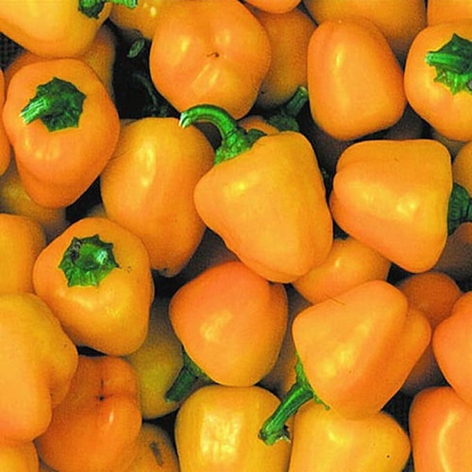 BIO paprika zaden - Paprika Mini Bell Geel
