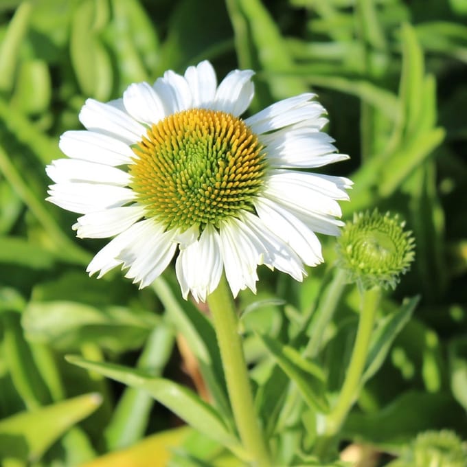 6x Zonnehoed - Echinacea purpurea 'White Mediation'® - Pot 9x9cm