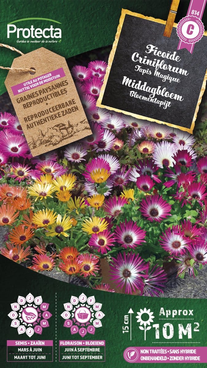 Protecta Bloemen zaden: Middagbloem Magisch Tapijt
