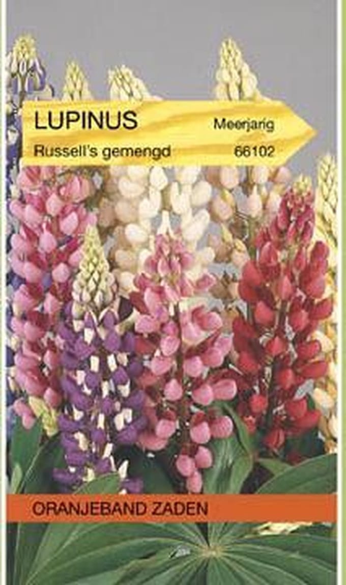 Oranjeband Zaden - Lupinus, Lupine Russell's gemengd
