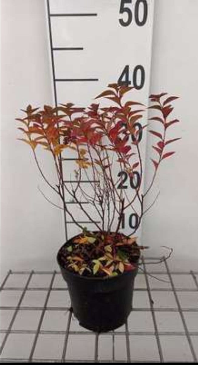 Spiraea jap. 'Manon' - Spierstruik , Japanse Spirea 20- 25 cm in pot
