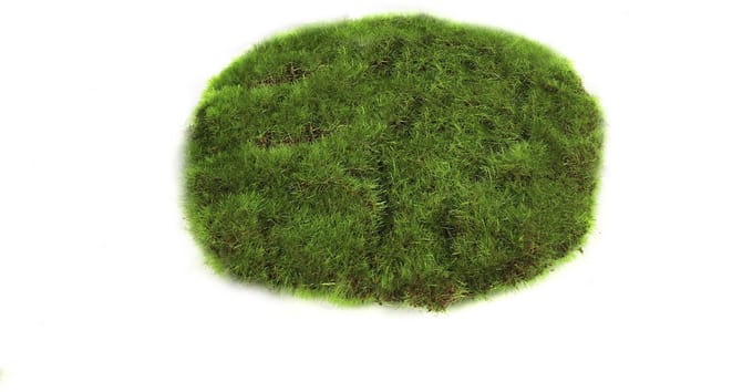 Countryfield moschijf educatief speelgoed groen 14x14x2cm karton.