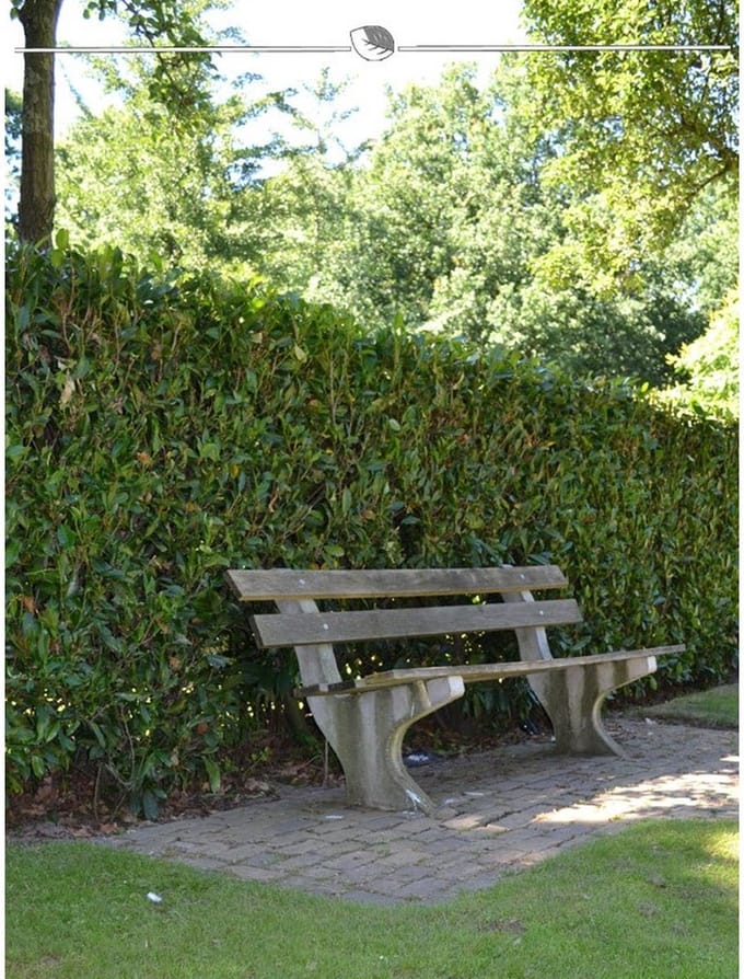 Laurier Prunus Herbergii 120-140 cm, 10x Haagplant