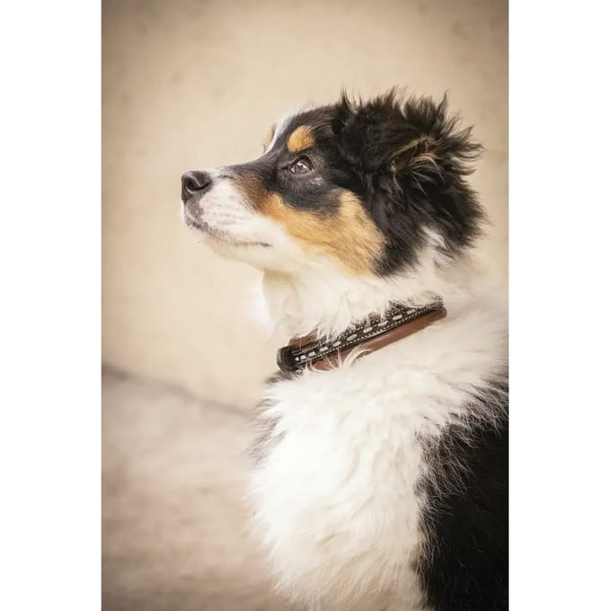 Hondenhalsband Penelope Point Sellier