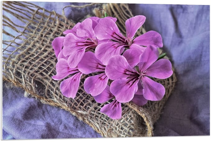 Forex - Geranium op Bruin Netje  - 90x60cm Foto op Forex