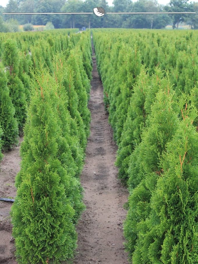 Westerse Levensboom Thuja Smaragd 120-140 cm, 3x Haagplant