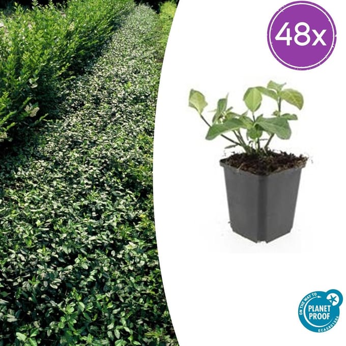 48 Stuks Kardinaalmuts Dart`s Blanket, Haag, Bodembedekker, Euonymus fort. Dart s Blanket - 10-25cm - Ø9cm