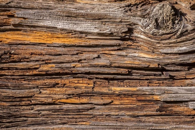 Fotobehang - Tree Bark 375x250cm - Vliesbehang