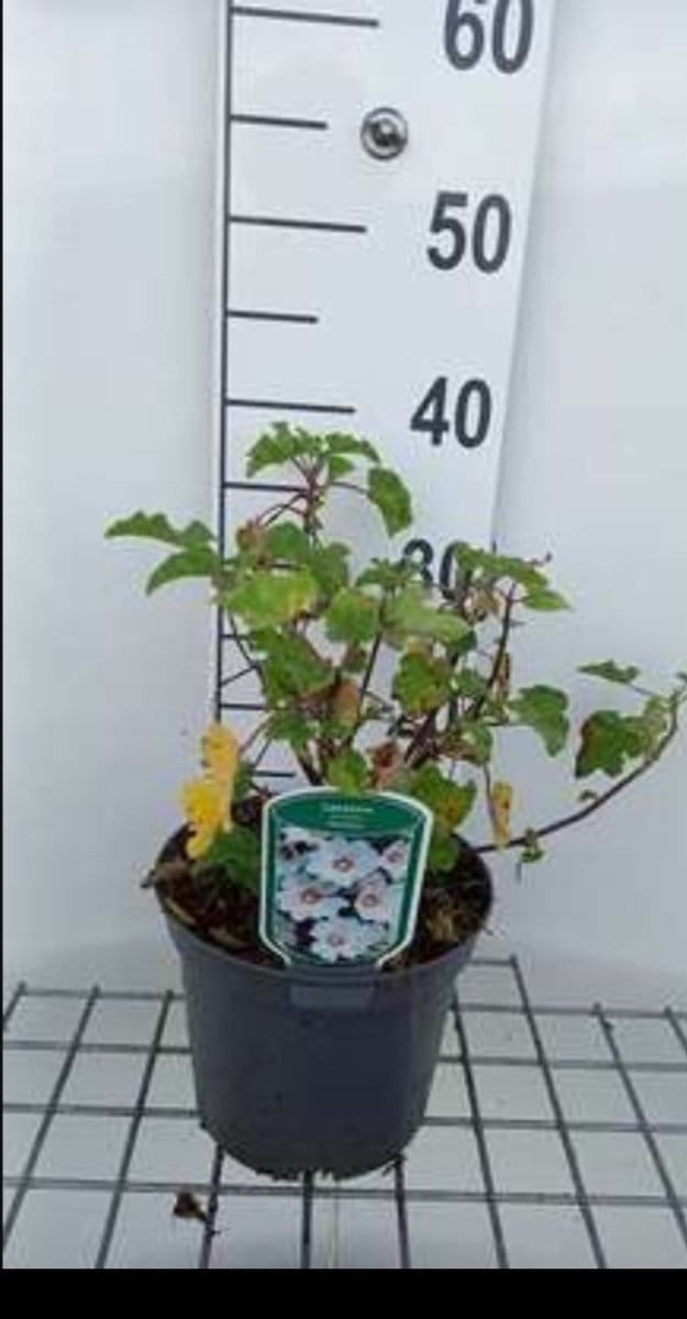 Lavatera hybr. 'Barnsley Baby'® - Malvastruik, Struikmalva, 25- 30 cm in pot