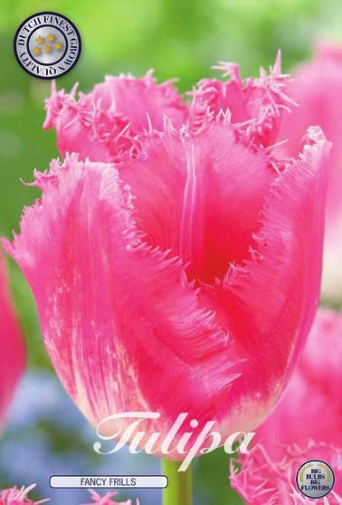 Fancy Frills Fringed Tulpenbollen 7 stuks bolmaat 12+
