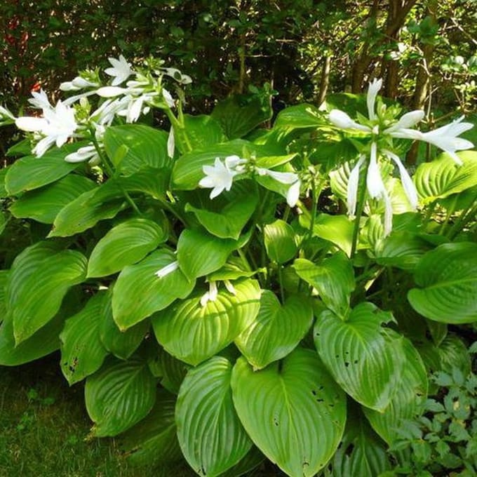 3 x Hosta Plantaginea Grandiflora - Hartlelie pot 9x9cm
