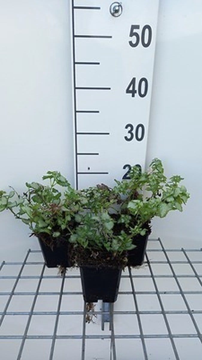 6x Dovenetel - Lamium mac. 'Pink Pewter' | 9x9 cm pot