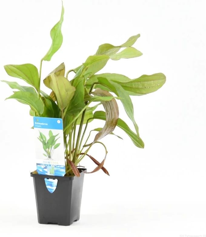 Moerings Echinodorus Impai in 9CM pot P9 Pot