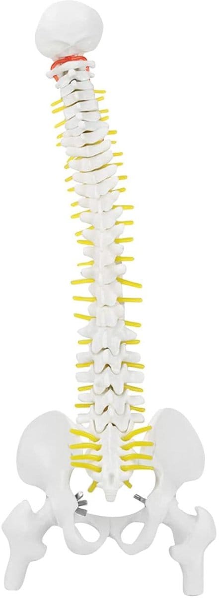 Menselijk Ruggengraatmodel - Skeletmodel Leren - Anatomie Onderwijs - Flexibel Merg - 45 cm - Wit