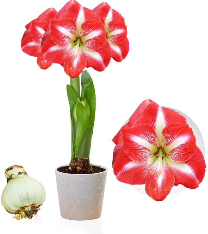 Amaryllis Bol - Striped Passion - Bloembollen - 1 stuk - Rood & Wit - Bloem bollen