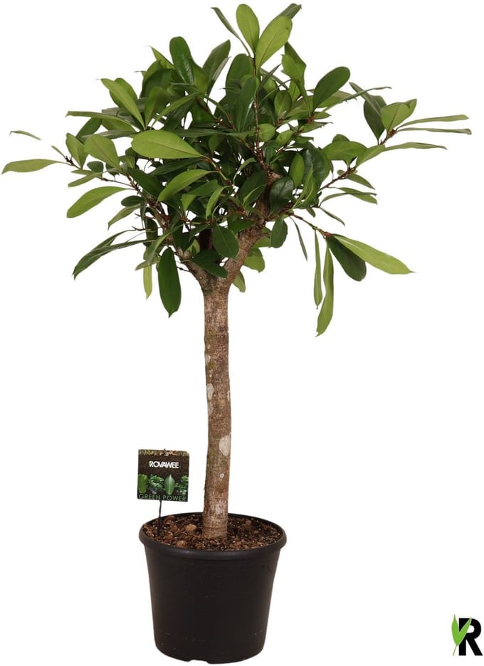 Ficus Cyathistipula op stam 170 cm – Kamerplant – Vers Van De Kweker – Potmaat Ø40 cm