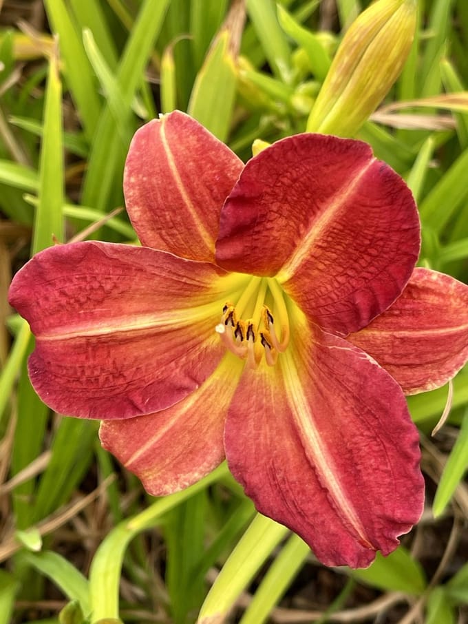 6x Daglelie - Hemerocallis 'Red Rum'