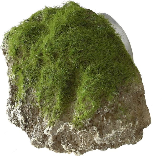 Aqua Della - Aquariumdecoratie - Vissen - Moss Stone With Suction Cup Xs - 9x6x6,5cm - 1st