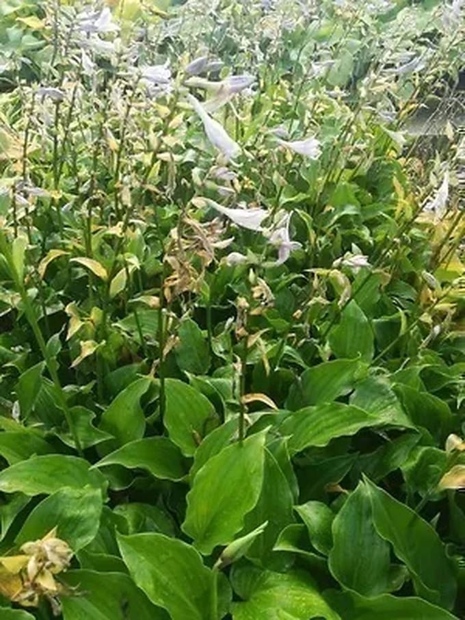 6x Funkia - Hosta hybr. 'Invincible' | 9x9 cm pot