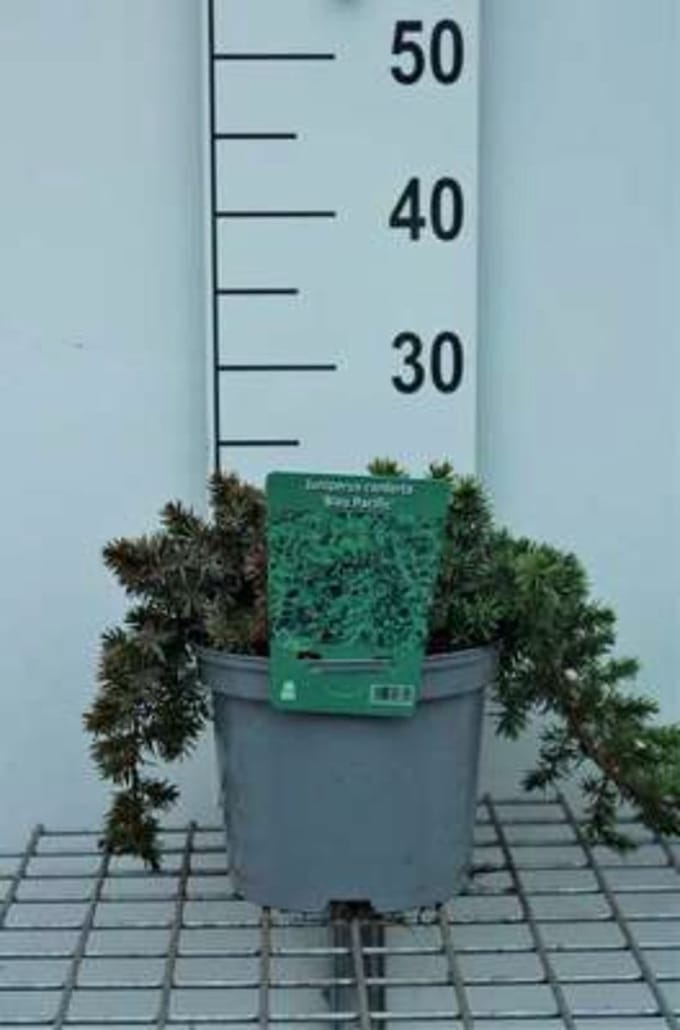 Juniperus conferta 'Blue Pacific' - Japanse Jeneverbes 20 - 25 cm in pot