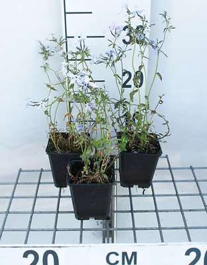 6x Vlambloem - Phlox divar. 'Clouds of Perfume' | 9x9 cm pot