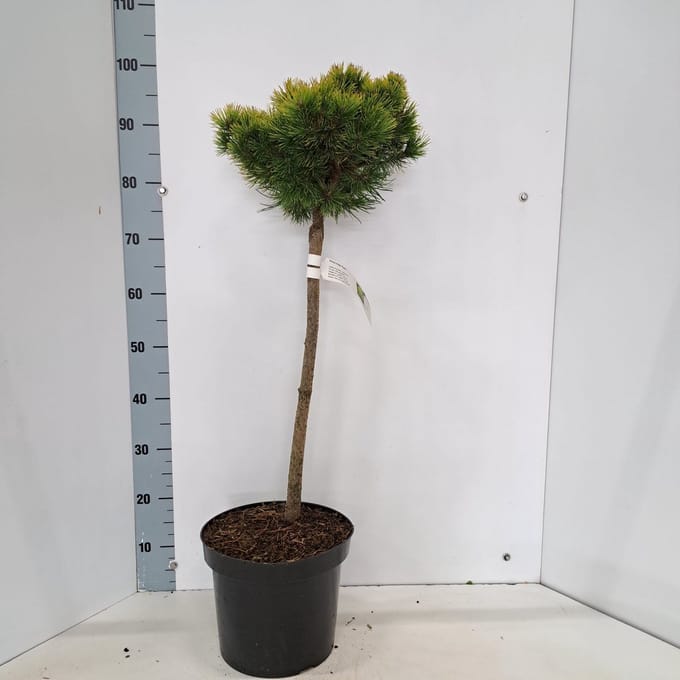 Pinus mugo 'Ophir' - Bergden | 50 cm pot