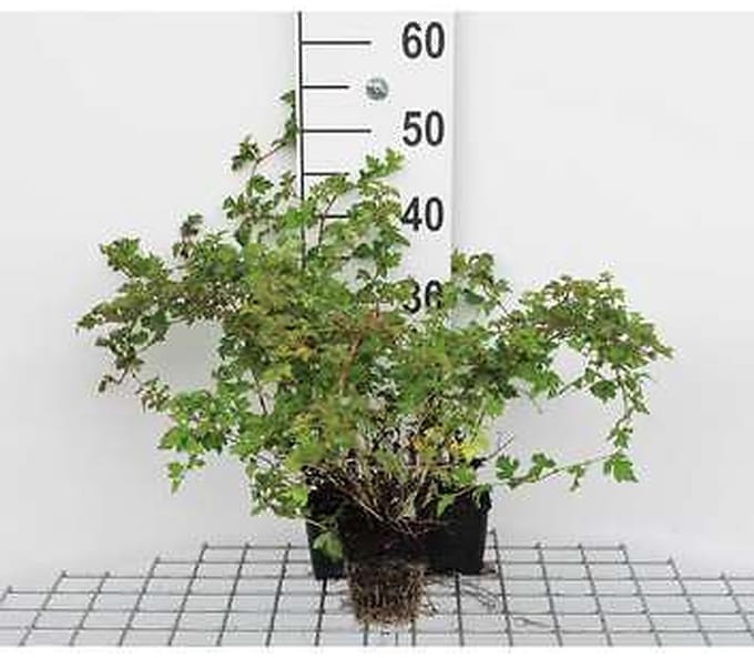 12x Kleine Kransspirea , Dwerg Kransspirea - Stephanandra inc. 'Crispa' | 9x9 cm pot