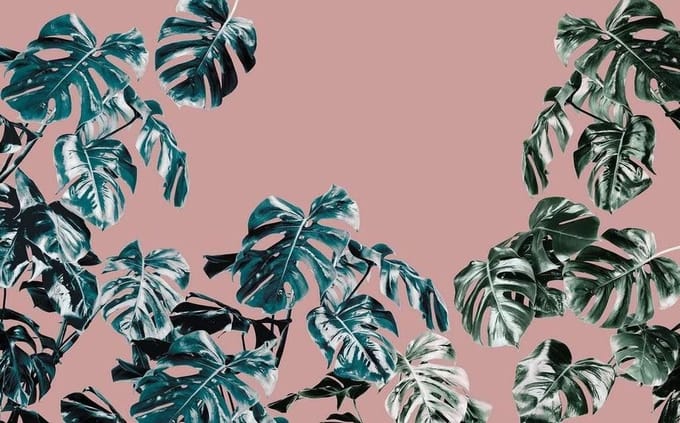 Fotobehang Monstera Rose - Roze - 2,50m X 400cm