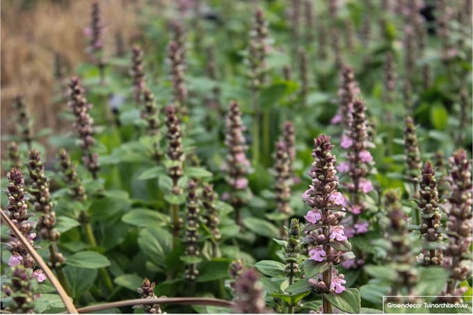 6x Kruipend Zenegroen - Ajuga reptans 'Rosea' | 9x9 cm pot