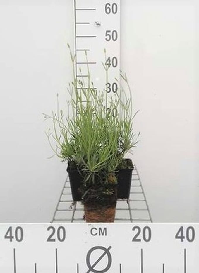6x Lavandel - Lavandula int. 'Grosso' | 9x9 cm pot