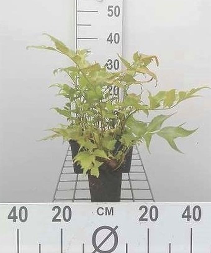 6x Ijzervaren - Cyrtomium falcatum (polystichum falc.) | 9x9 cm pot