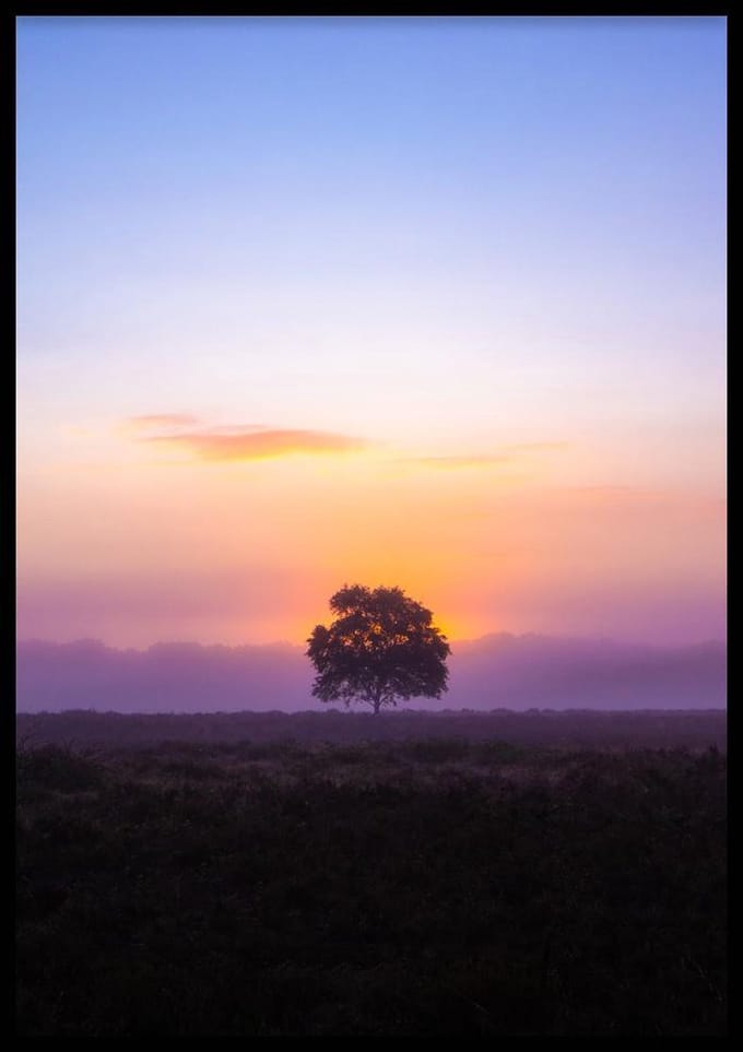 Poster Purple Tree - 50x70 cm - Natuur Poster - WALLLL