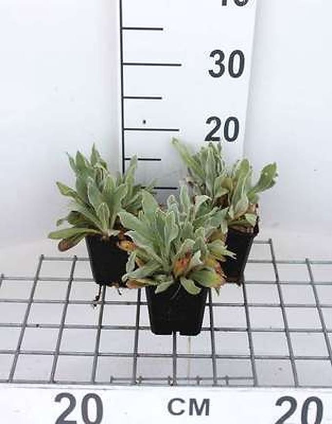6x Koekoeksbloem - Lychnis chal. 'Alba' | 9x9 cm pot
