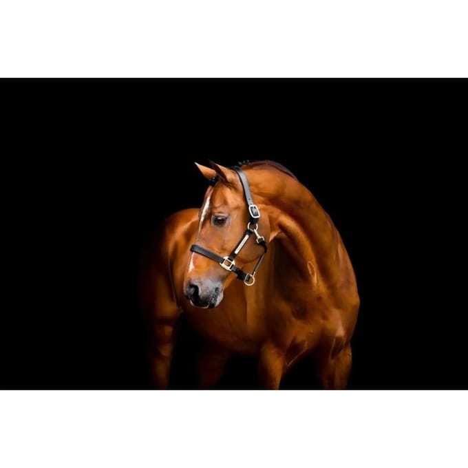Leren halster voor paard Horseware Signature
