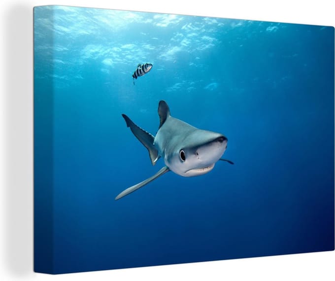 Canvas Schilderij Grote blauwe haai - 90x60 cm - Wanddecoratie