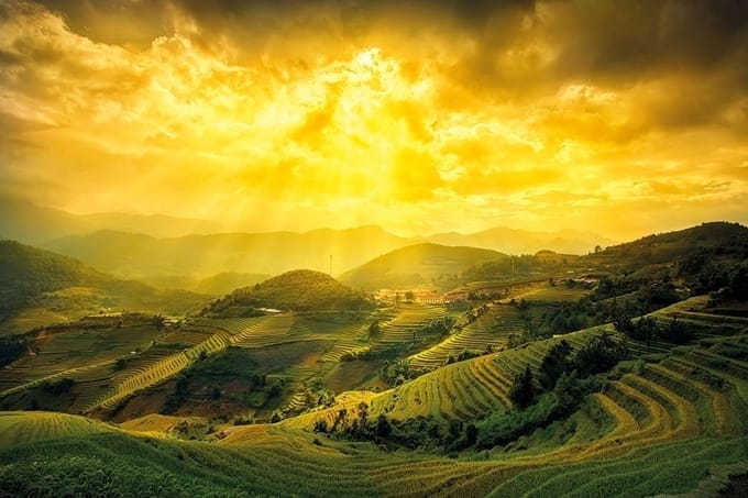 Rice Fields of Yen Bai - Maxi Poster