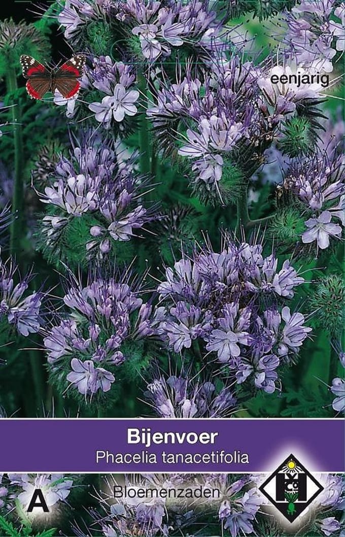 2 stuks Van Hemert & Co Phacelia tanacetifolia