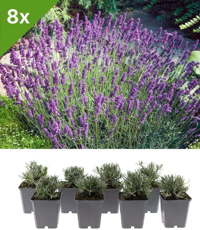GARDENZO - Lavandula angustifolia 'Hidcote' (Lavendel) set van 8 voor 1 m2