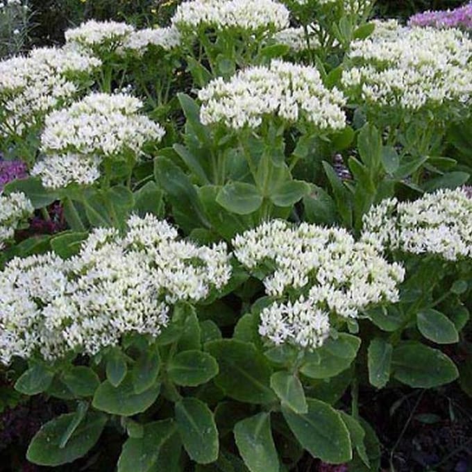 6 x Sedum Spectabile 'Stardust' - Vetkruid pot 9x9cm