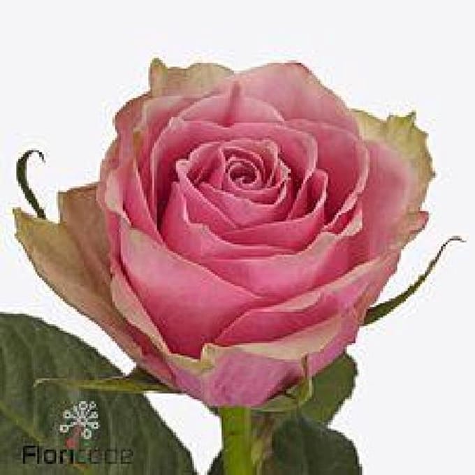 20x Rosa athena royale 60cm