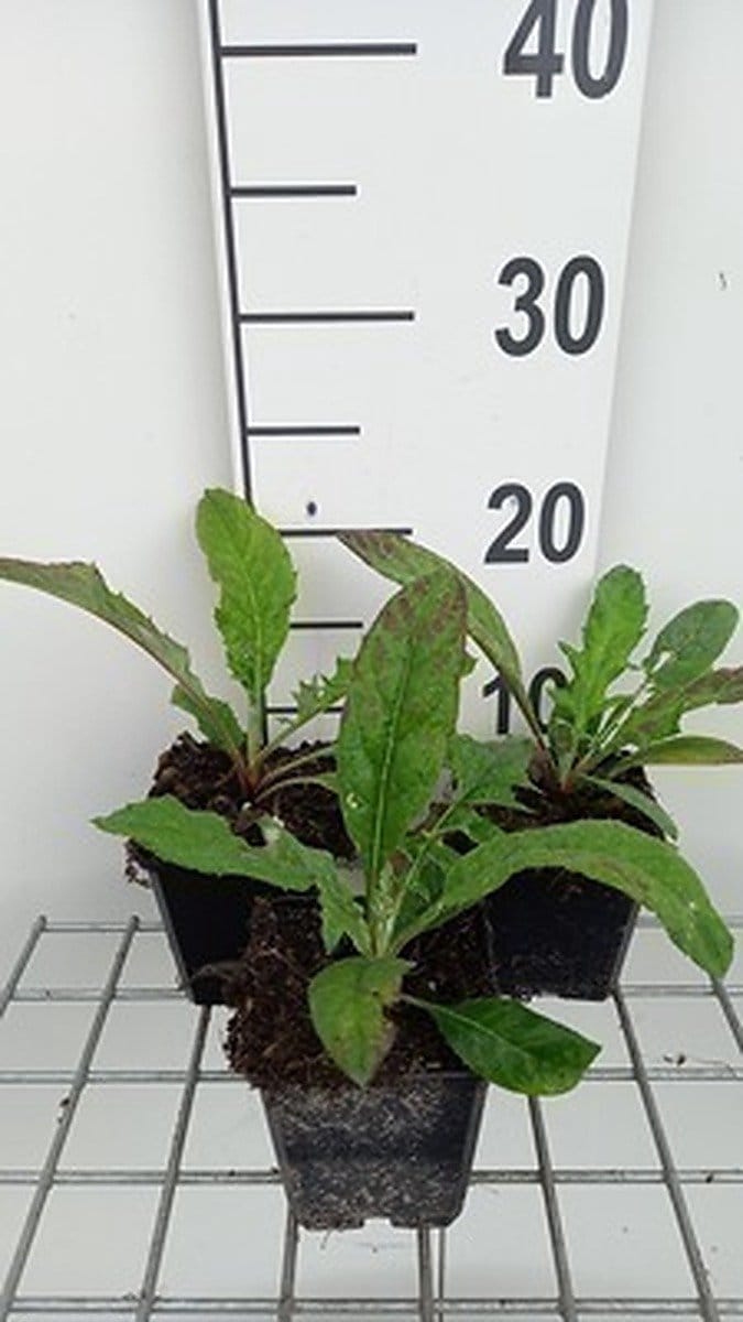 6x Kogeldistel - Echinops bann. Blue Globe' | 9x9 cm pot