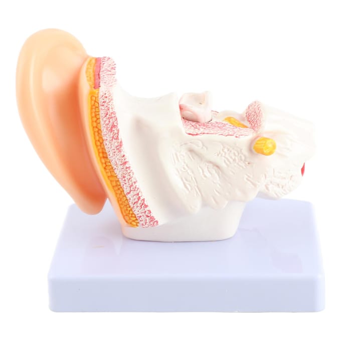 Anatomie du modèle d'oreille 1.5:1 petit modèle d'anatomie humaine de simulation scientifique professionnelle agrandie beige