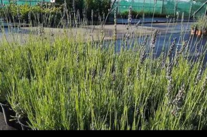 2 x Lavandula int. 'Dutch' - Lavendel In pot 1.5 liter